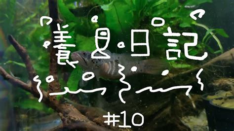 套房養魚